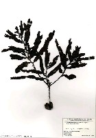 藏品(Sargassum macrocarpum C. Agardh)的圖片